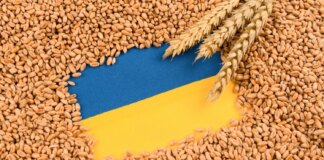 Конфлікт на Близькому Сході може створити профіцит зерна в Україні — експерт