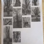 Коммунальщики будут работать на Флотском бульваре: что известно — ФОТО