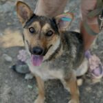 Дай дом хвостику: в Николаеве состоится выставка-устройство животных, — ФОТО