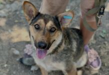 Дай дом хвостику: в Николаеве состоится выставка-устройство животных, — ФОТО