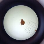 В Николаеве жительница полгода лечилась зря: причина – постельные клопы, — ФОТО