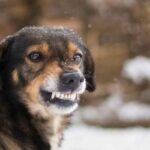 На Николаевщине ввели карантин из-за бешенства: что известно