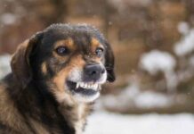 На Николаевщине ввели карантин из-за бешенства: что известно