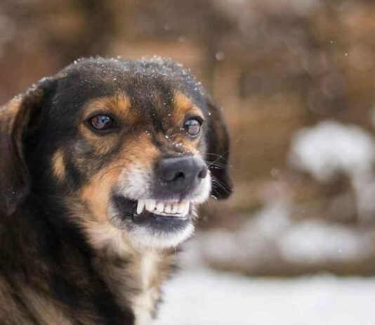 На Николаевщине ввели карантин из-за бешенства: что известно