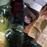 Более килограмма каннабиса дома: на Николаевщине мужчине объявили подозрение