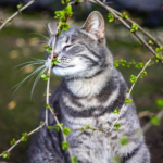 Ночной «минус» и первые весенние дожди: как изменится погода в Украине в начале недели