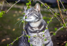 Ночной «минус» и первые весенние дожди: как изменится погода в Украине в начале недели