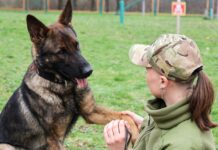 Команды на немецком и тренировки трижды в неделю: в Николаеве готовят служебного пса к работе, — ФОТО