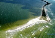 Фиктивные работники и «бронь»: эксдиректору нацпарка в Николаевской области объявили подозрение