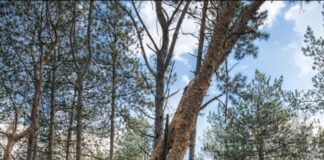 Почему вырубают сосны в Воскресенском: объяснение лесоводов, — ФОТО