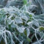 Резкое похолодание и заморозки: Николаевщину накроет арктический воздух