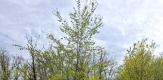 В Николаеве обследовали зеленую зону в Ингульском районе: вопрос застройки остается открытым