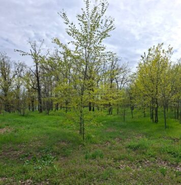 В Николаеве обследовали зеленую зону в Ингульском районе: вопрос застройки остается открытым
