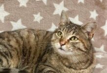 Подарите хвостикам семью: в Николаеве пройдет выставка-устройство, — ФОТО