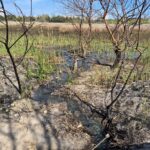 В николаевском парке «Лески» зафиксировали утечку из колодцев: проверяют возможное загрязнение, — ФОТО