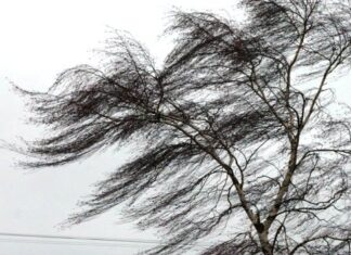 В Николаевской области ожидается ветреная погода и ночные заморозки: прогноз на 23 апреля