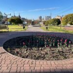 Вырывал цветы: в Николаеве мужчину привлекли к админответственности за повреждение зеленых насаждений