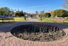 Вырывал цветы: в Николаеве мужчину привлекли к админответственности за повреждение зеленых насаждений