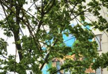 В Николаеве создали мурал в честь озеленителя Вадима Сердцева, — ФОТО