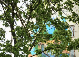 В Николаеве создали мурал в честь озеленителя Вадима Сердцева, — ФОТО