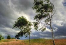 В Николаеве и области объявили желтый уровень опасности: ожидается сильный ветер