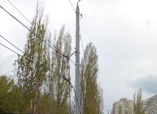 В Николаеве ликвидируют последствия непогоды: в городе повалены деревья, — ФОТО