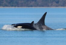 В Сиэтле заметили трех косаток, которых ранее не фиксировали в этом районе, они, вероятно, с Аляски