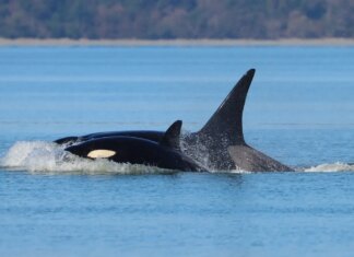 В Сиэтле заметили трех косаток, которых ранее не фиксировали в этом районе, они, вероятно, с Аляски