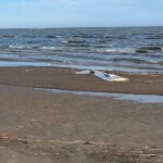 На эстонское побережье вынесло обломок крыла украинского беспилотника