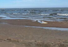 На эстонское побережье вынесло обломок крыла украинского беспилотника