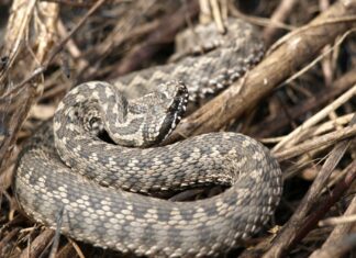 Змеи активизируются: где ждать опасности в Николаевской области
