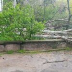 Ненастье в Николаеве: в городе фиксируют падение деревьев, — ФОТО