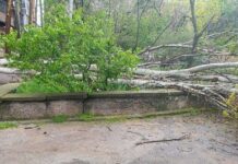 Ненастье в Николаеве: в городе фиксируют падение деревьев, — ФОТО