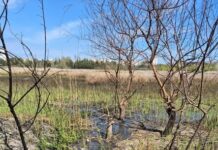 Загрязнение в «Лесках»: анализы воды указывают на канализационные стоки, — ВИДЕО