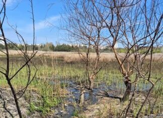 Загрязнение в «Лесках»: анализы воды указывают на канализационные стоки, — ВИДЕО