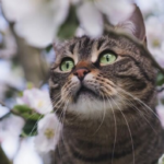 Мокрый снег, штормовой ветер и заморозки: какой погоды ждать украинцам перед Пасхой