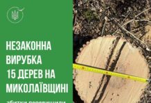 Вырубили лесополосу на 200 тысяч: в Николаевской области ищут злоумышленников