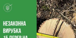 Вырубили лесополосу на 200 тысяч: в Николаевской области ищут злоумышленников