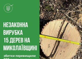 Вырубили лесополосу на 200 тысяч: в Николаевской области ищут злоумышленников