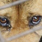Содержание под стражей: в Николаеве выбрали меру пресечения мужчине, который убил собаку