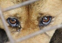 Содержание под стражей: в Николаеве выбрали меру пресечения мужчине, который убил собаку