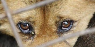 Содержание под стражей: в Николаеве выбрали меру пресечения мужчине, который убил собаку