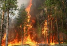 В Николаевской области прогнозируют повышенную пожарную опасность