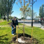 В Николаеве запускают городскую инициативу «Подари дерево городу» для развития озеленения