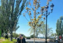 В Николаеве запускают городскую инициативу «Подари дерево городу» для развития озеленения
