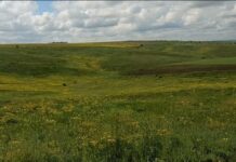 Экологическое преступление на Вознесенщине: в ландшафтных заказниках незаконно распахали шесть гектаров заповедной степи