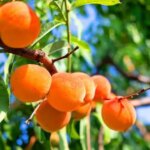 В Калифорнии фермеры уничтожают 420 000 персиковых деревьев