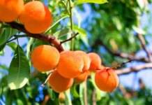 В Калифорнии фермеры уничтожают 420 000 персиковых деревьев