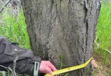 Уничтожили деревья на 650 тысяч: в Николаевской области разоблачили «черных лесорубов», — ФОТО