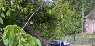 Смертельное ДТП в Вознесенском районе: автомобиль врезался в дерево, погибла пассажирка, — ФОТО